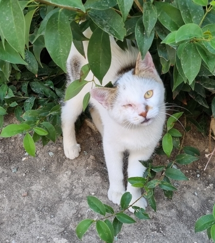 Beyaz kedicığe güvenli yuva fotoğraf