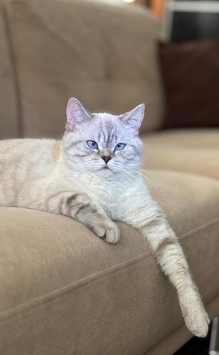 Kedi sahiplendirme fotoğraf