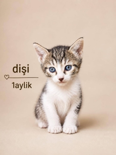 1 AYLIK TEKİR KIZ ÖMÜRLÜK YUVASINI ARIYOR ALİBEYKÖY fotoğraf