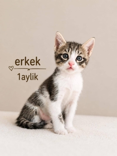 1 AYLİK MİNİK OĞLUŞ ÖMÜRLÜK YUVA ARIYOR ALİBEYKÖY fotoğraf