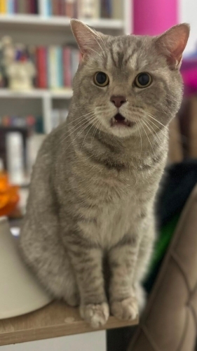 Sütlaç | 5 Yaşında British Shorthair – Yuva Arıyor fotoğraf