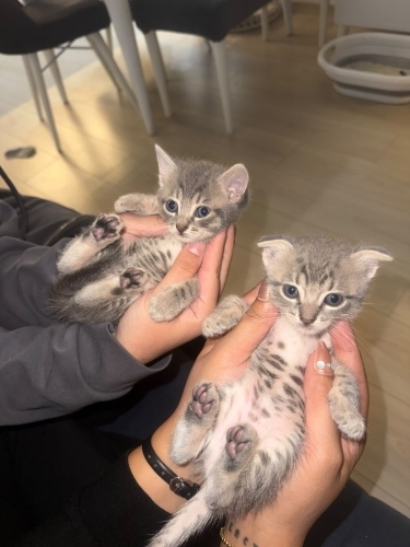 ACİLL! YAVRU BİRİTİSH KEDİLERİMİZ SAHİPLENDİRİLMEYİ BEKLİYOR fotoğraf