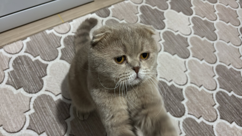 2 yaşında sevecen latte fotoğraf