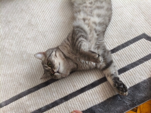 Uysal Biricik Kedi fotoğraf