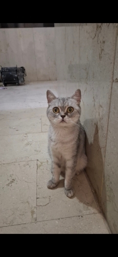 Sokağa kaçmış bir anne fotoğraf