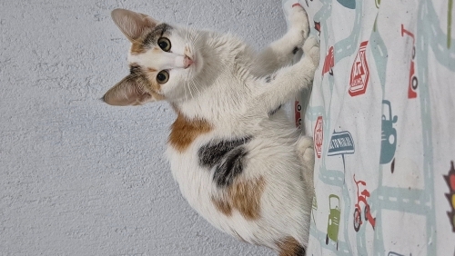 Çiçek gibi bir kız aşırı uysal fotoğraf