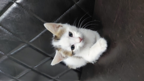 Oyuncu , sevecen fotoğraf