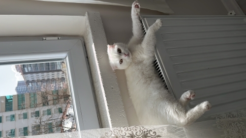Sakin ,uysal bir kedi fotoğraf