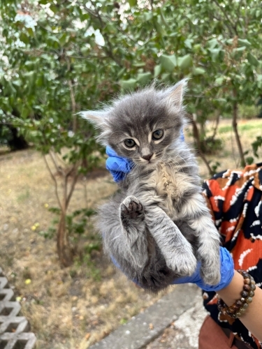 Minnak yavru 5 yuva ariyor fotoğraf
