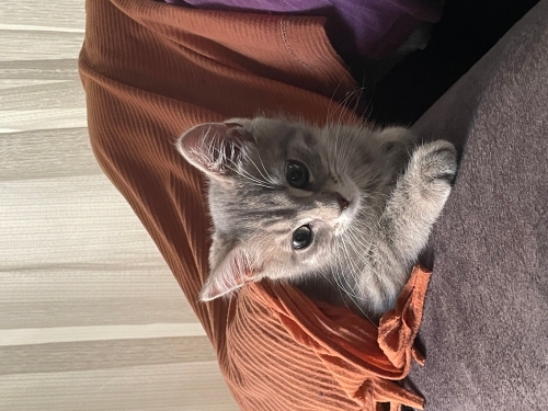 Evinizin erkeği fotoğraf