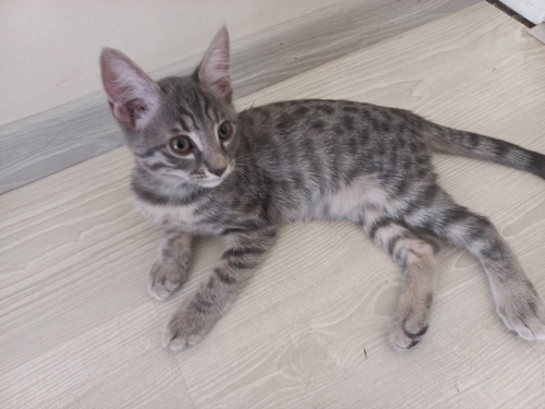 3 Aylık Erkek Yavru Kedi fotoğraf