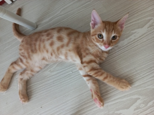 3 Aylık yavru erkek kedi fotoğraf
