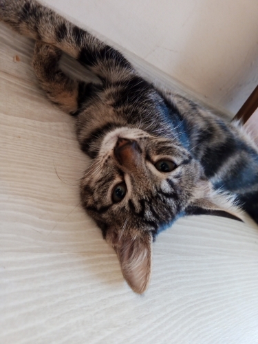 3 Aylık Dişi Yavru kedi fotoğraf