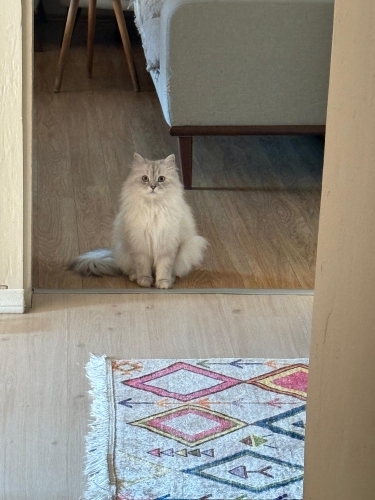 Cana yakın prenses incirimiz fotoğraf