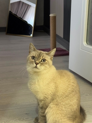 Pamuk’a ömürlük, sevgi dolu bir yuva arıyorum… 🐾💔 fotoğraf