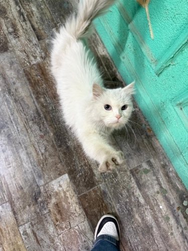 Sokağa atılmış kedi ilanı fotoğraf