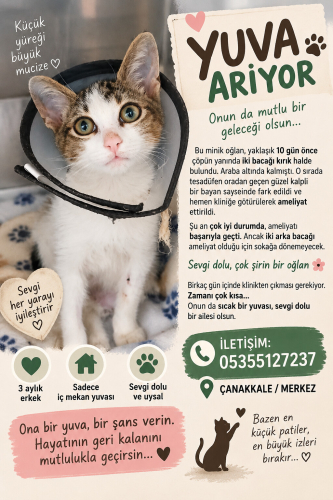 Minik ömürlük yuvasını arıyor fotoğraf