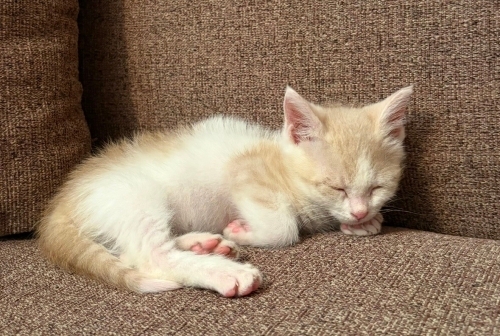 :( Latte sizi bekliyor son 3 günü kaldı fotoğraf