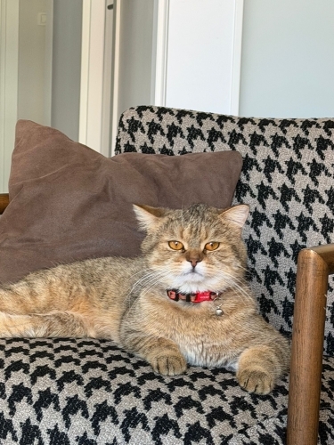 Tabby British Cookie aşıları tam kısır fotoğraf