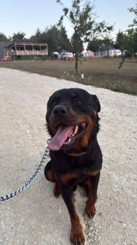 Rottweiler’ımız için yuva arıyoruz fotoğraf