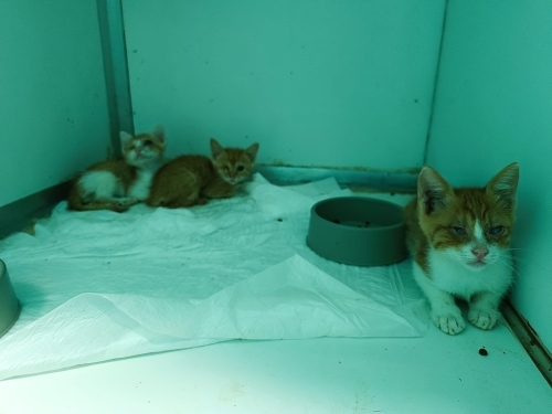🐾 3 GÖRME ENGELLİ YAVRU KEDİMİZE ÖMÜRLÜK YUVA ARIYORUZ 🐾 fotoğraf