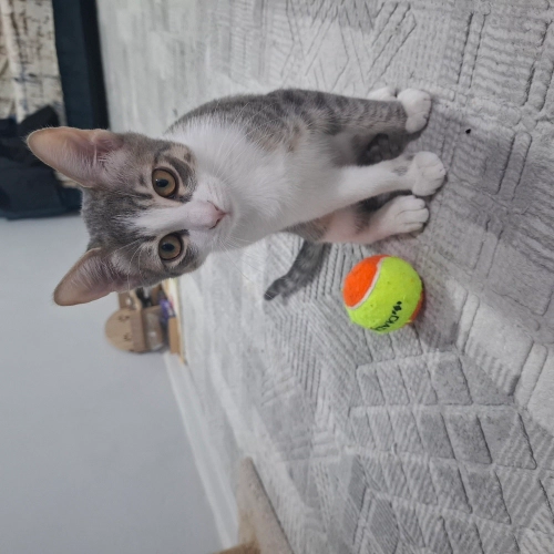 dört erkek kardeşten biri fotoğraf