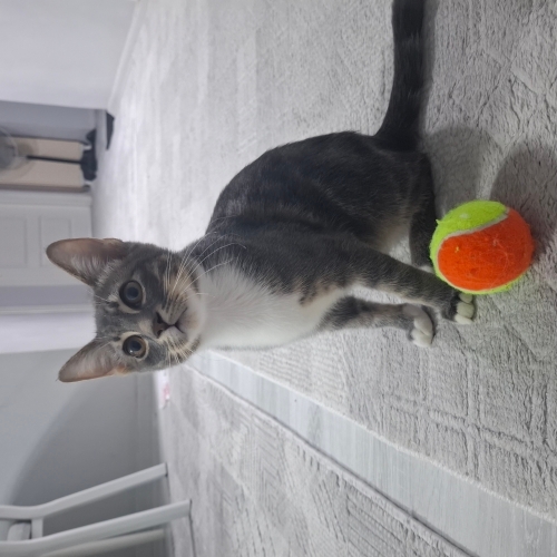 dört erkek kardeşten biri fotoğraf