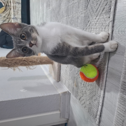 dört erkek kardeşten en küçüğü fotoğraf