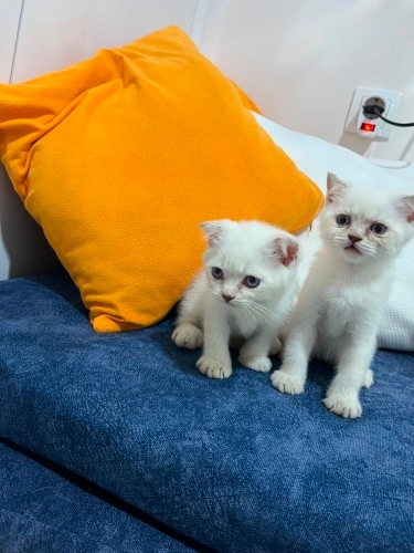 Bal çocuklar için yuva fotoğraf