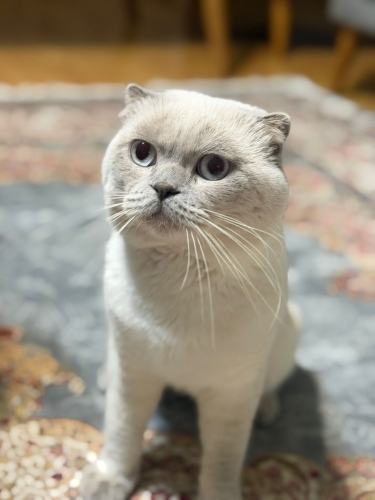 Ücretsiz Kedi Sahiplendirme – Ömürlük Yuva Arıyor 🐾 fotoğraf