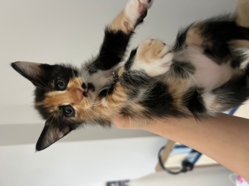 1.5 aylık dişi yavru kedi (sürmeli) fotoğraf