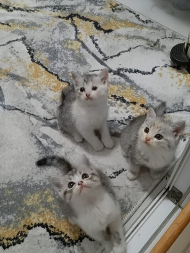 3 kardeş yavru kediler fotoğraf