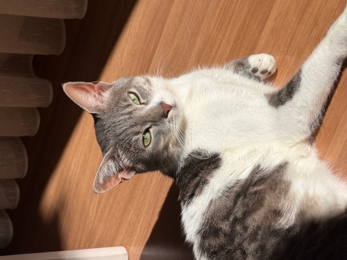 Casper’a Yuva Olalım fotoğraf