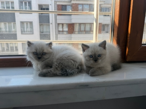 Ömürlük Sahiplendirme fotoğraf