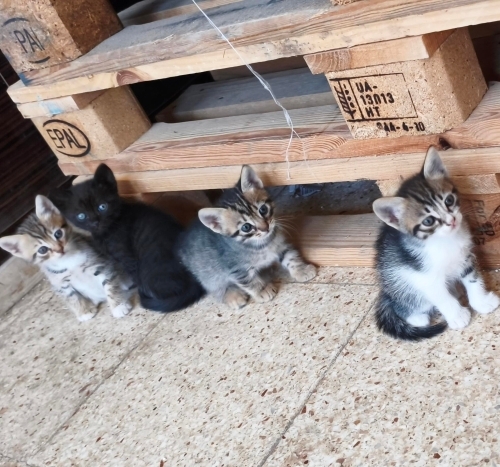 4 minik bebeğe yuva arıyoruz fotoğraf