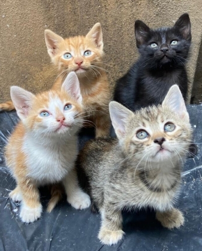 4 haftalık. Temiz, Sağlıklı, Evcil. Ücretsiz. 05373884388 fotoğraf