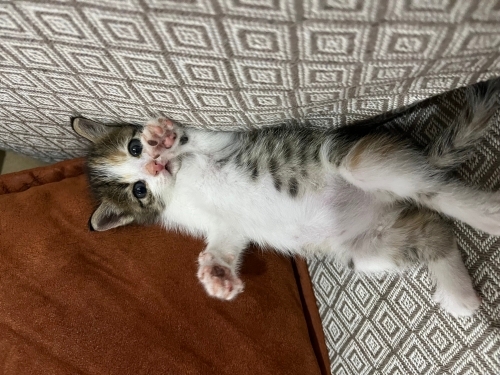 Oyuncu sevecen çok tatlı bir kedi fotoğraf