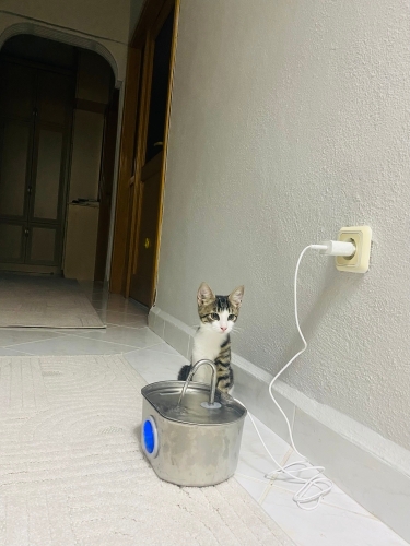 Hanım hanımcık sakin tekir fotoğraf