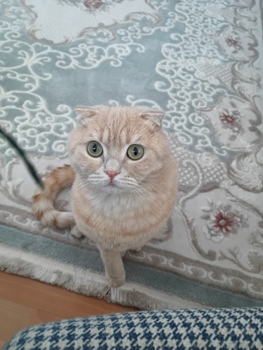 Sevimli, empatik ve obur fotoğraf