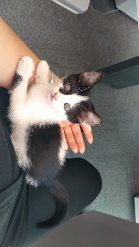 Bu tatlı kıza acil yuva fotoğraf