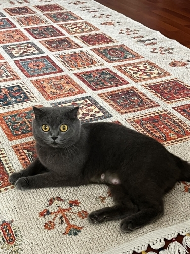 Çok uysal scotish fold fotoğraf