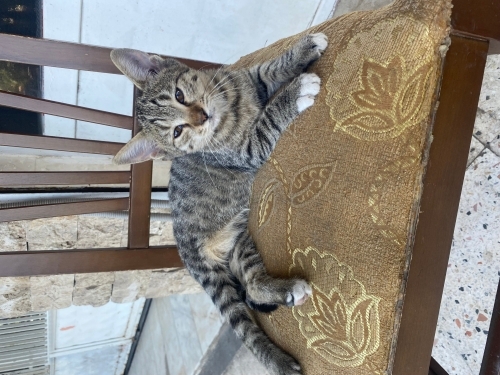 bu sevimli yavruya yuva arıyoruz fotoğraf