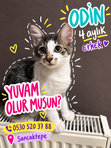 Cana yanın, sevgi dolu, oyuncu Odin ömürlük yuvasını arıyor fotoğraf