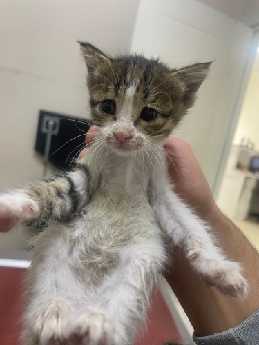 Annesiz kedi yuva arıyor fotoğraf