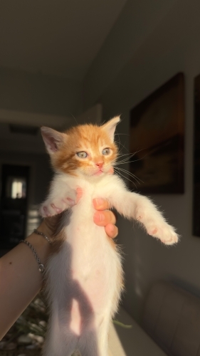 İzmir Minik Yuvasını Arıyor fotoğraf