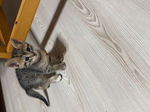 İki yavru kardeş yuvaya ihtiyacları var fotoğraf