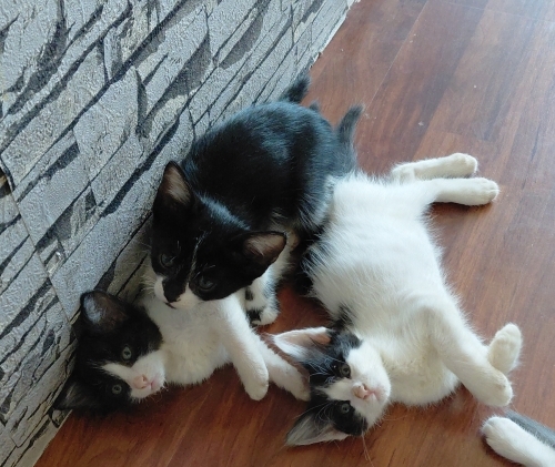 KEDİ SAHİPLENDİRME fotoğraf