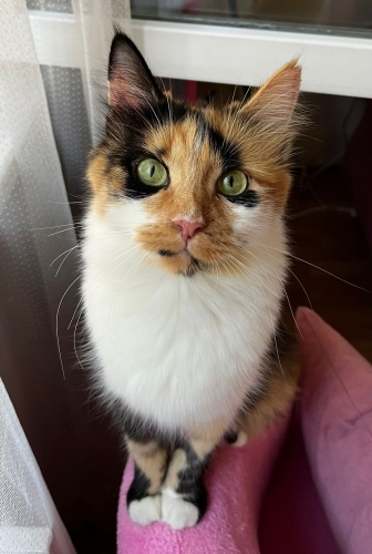 Eşsiz kedi CİCİ'ye Yuva Arıyoruz 🧡 (KISIR KEDİ) fotoğraf