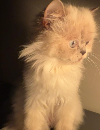 Ömürlük Yuvasını Arayan Sevgi Kelebeği 🐾 fotoğraf