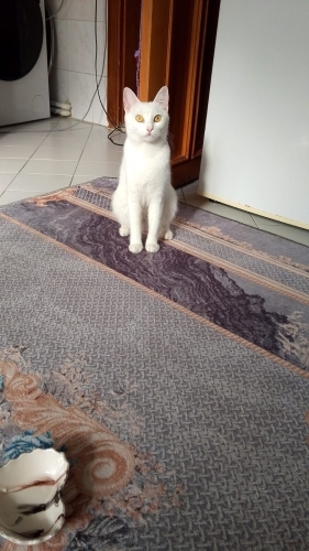 Ailem olur musun fotoğraf